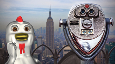 Hero hen takes Manhattan!